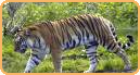 Travel Itineraries to India