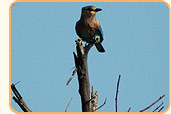 Rajasthan tour package