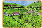 God's Own Country