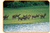 God's Own Country