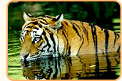 Wild Life Special
