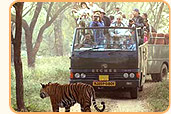 Wild Life Special